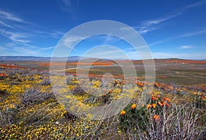 California Golden Orange Poppies on desert hill in high desert of southern California