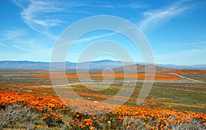 California Golden Orange Poppies on desert hill under cirrus cloudscape in high desert of southern California