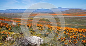 California Golden Orange Poppies on desert hill in high desert of southern California