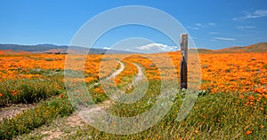 California Golden Orange Poppies on desert hill in high desert of southern California