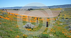 California Golden Orange Poppies on desert hill in high desert of southern California
