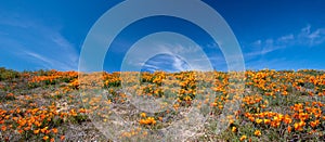 California Golden Orange Poppies during super bloom on desert hill in high desert of southern California