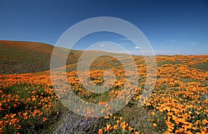 California Golden Orange Poppy hills under blue cirrus sky in the high desert of southern California