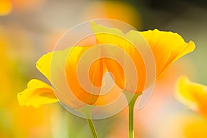 California golden poppies