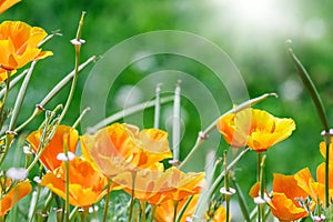 California golden poppies