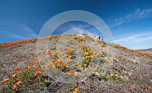 California Golden Poppies on desert hill under cirrus blue skies in high desert of southern California