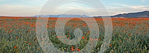 CALIFORNIA GOLDEN POPPIES IN HIGH DESERT FIELD BETWEEN PALMDALE LANCASTER AND QUARTZ HILL IN SOUTHERN CALIFORNIA USA photo