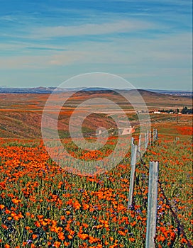 California Golden Poppies in the high desert of southern California