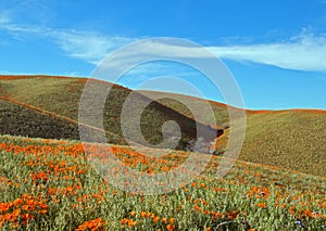 California Golden Poppies in the high desert of southern California photo