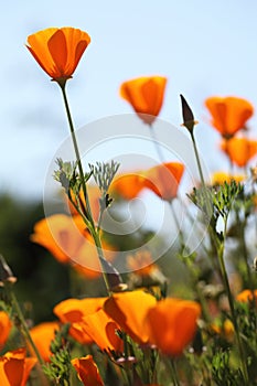 California golden poppies Macro Close Up.