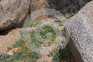 California Golden Poppies near Lake Isabella