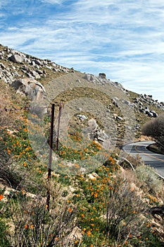 California Golden Poppies near Lake Isabella