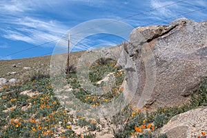 California Golden Poppies near Lake Isabella