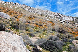 California Golden Poppies near Lake Isabella