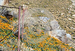 California Golden Poppies near Lake Isabella