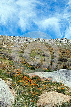 California Golden Poppies near Lake Isabella