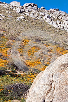 California Golden Poppies near Lake Isabella