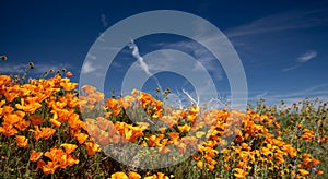 California Golden Poppies under blue skies in the southern California high desert Poppy Preserve