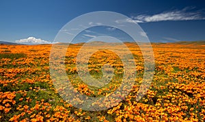 California Golden Poppies superbloom in the southern California high desert Poppy Preserve