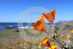 California golden poppy, Big Sur, California, USA