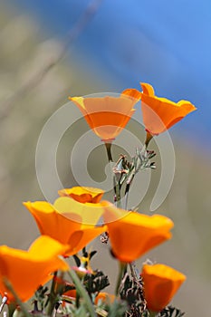 California golden poppy, Big Sur, California, USA