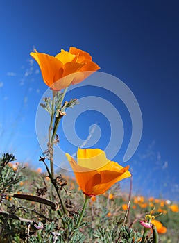 California golden poppy field, California, USA