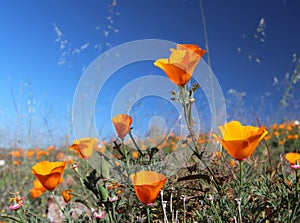 California golden poppy field, California, USA