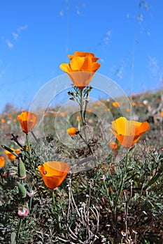 California golden poppy field, California, USA