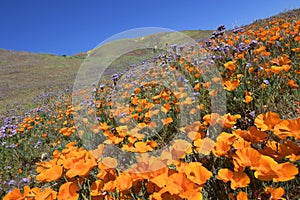 California Golden Poppy Field