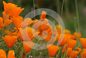 California golden poppy flower, California, USA