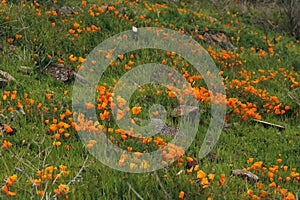 California golden poppy flower, California, USA