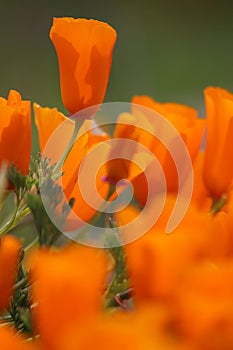 California golden poppy flower, California, USA