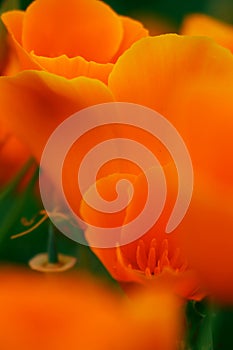 California golden poppy flower, California, USA