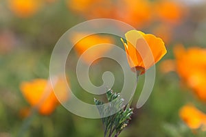 California golden poppy flower in field