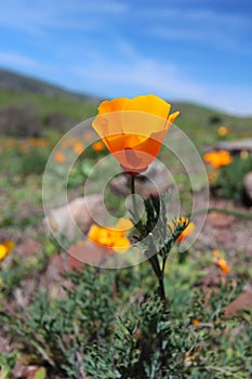 California golden poppy flowers, Big Sur Coast, California, USA