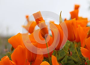 California golden poppy flowers California, USA