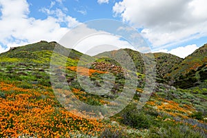 California Golden Poppy and Goldfields blooming in Walker Canyon, Lake Elsinore, CA. USA.