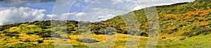 California Golden Poppy and Goldfields blooming in Walker Canyon, Lake Elsinore, CA. USA.