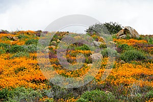 California Golden Poppy and Goldfields blooming in Walker Canyon, Lake Elsinore, CA. USA.