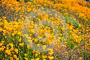 California Golden Poppy and Goldfields blooming in Walker Canyon, Lake Elsinore, CA. USA.