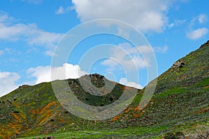 California Golden Poppy and Goldfields blooming in Walker Canyon, Lake Elsinore, CA. USA.