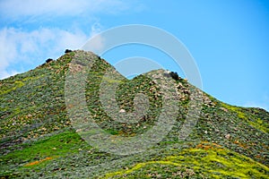 California Golden Poppy and Goldfields blooming in Walker Canyon, Lake Elsinore, CA. USA.