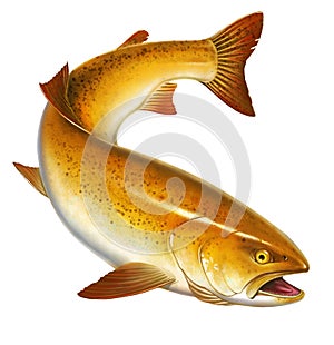 California golden trout delicacy illustration isolate art realistic.