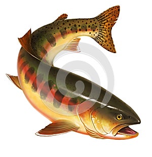 California Golden Trout illustration isolate art realistic.