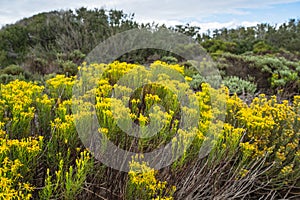 California Goldenbush (Ericameria ericoides) is a flowering shrub in daisy family.