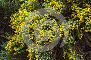 California Goldenbush (Ericameria ericoides) is a flowering shrub in daisy family.