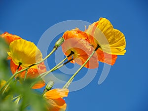 California Golding Poppies blooming in springtime with blue sky