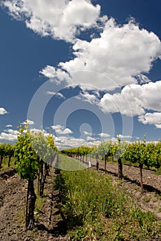 California Grape Vines