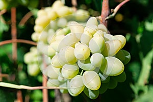 California Grapes