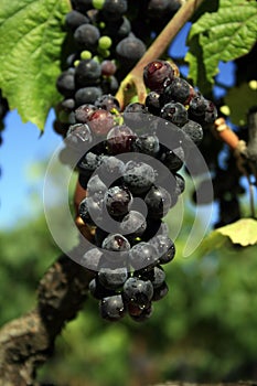 California Grapes